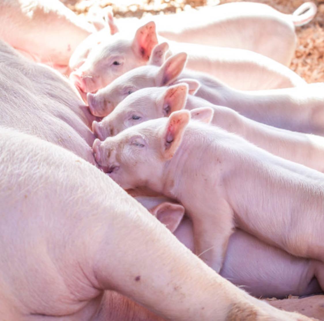 Porcelets-porcs-eleveur-agriculteur-gestion-expertise