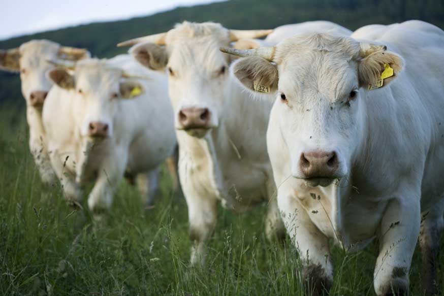 cerfrance-locales-production-viande-bovine
