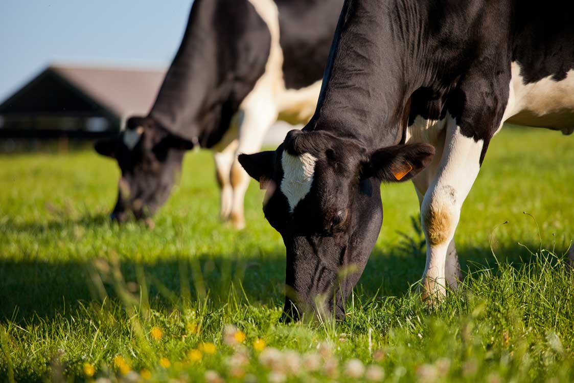 vaches-laitière-conjoncture-cerfrance