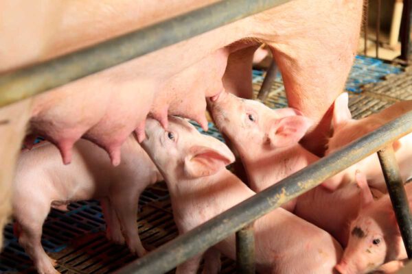 Crise porcine : Le Ministre de l’Agriculture vient d’annoncer la mise en place pour les élevages porcins d’un dispositif de prise en charges des pertes.