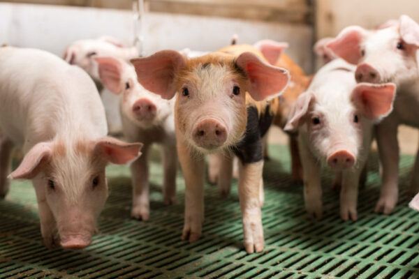 Crise porcine : Mesures de soutien de la MSA