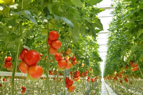 France 2030 – Plan de souveraineté de la filière fruits et légumes