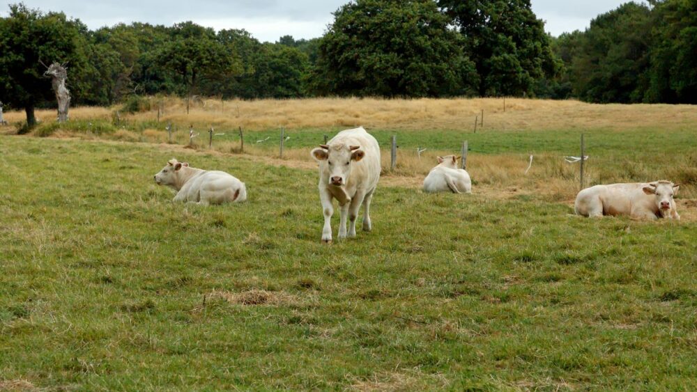 PAC 2026 : anticipez vos aides animales ovines, caprines et bovines. Bénéficiez de l’accompagnement Cerfrance Côtes d’Armor pour votre déclaration TELEPAC.