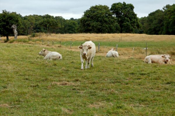 PAC 2026 : Anticipez vos aides animales avec Cerfrance